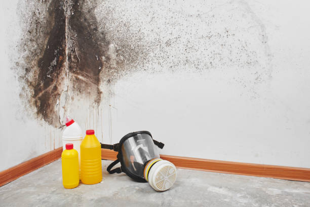Best DIY Mold Remediation Support Services in Fairway, KS