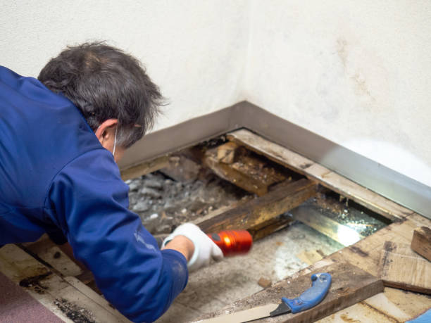 Best Post-Remediation Services in Fairway, KS