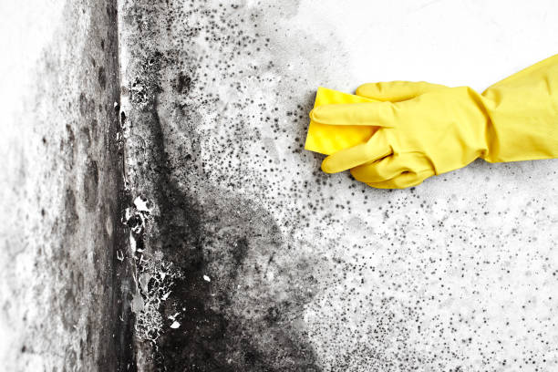 Best Residential Mold Remediation in Fairway, KS