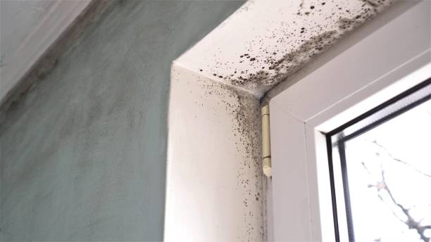Best Crawl Space Mold Remediation in Fairway, KS