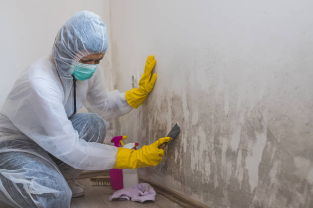 Best DIY Mold Remediation Support Services in Fairway, KS