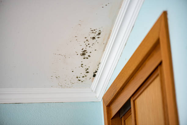 Best Residential Mold Remediation in Fairway, KS