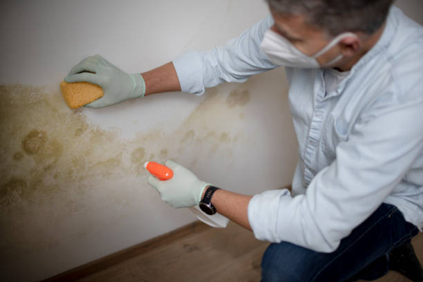 Best Localized Mold Remediation (e.g., coastal areas, humid climates) in Fairway, KS