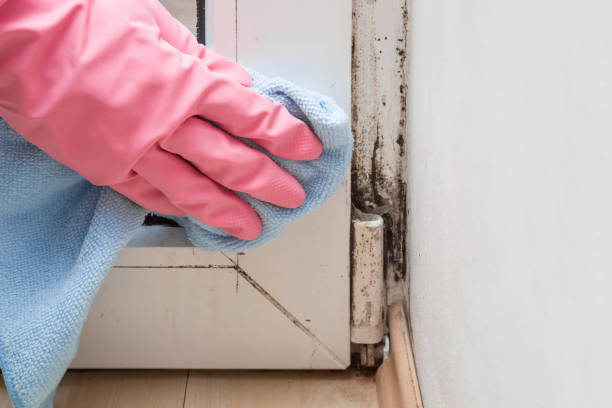Best Mold Remediation for Specific Building Types in Fairway, KS